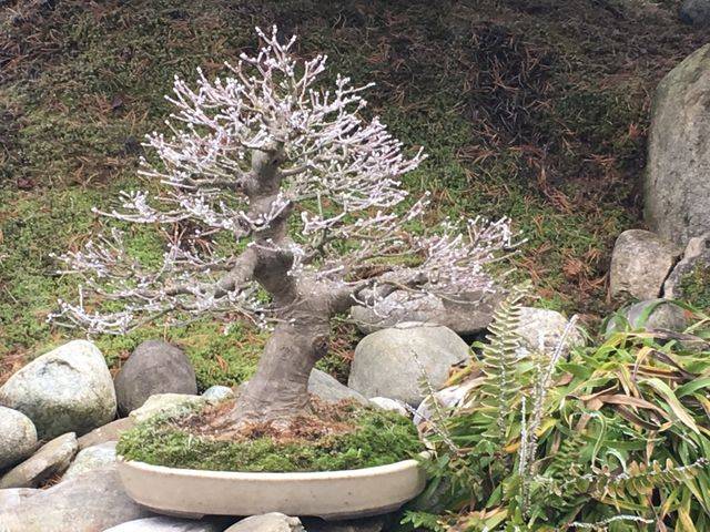 bonsai-0075c18d-640w