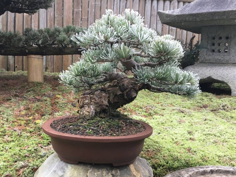 jardin-paysager-bonsai-1280w