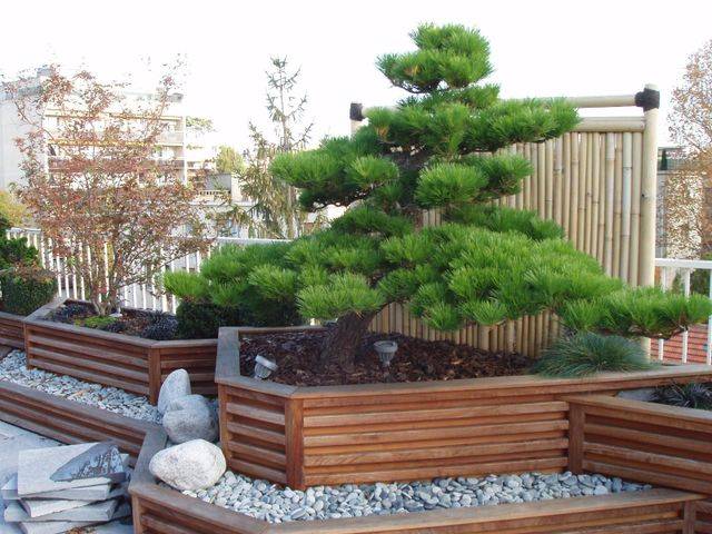 bonsai-640w