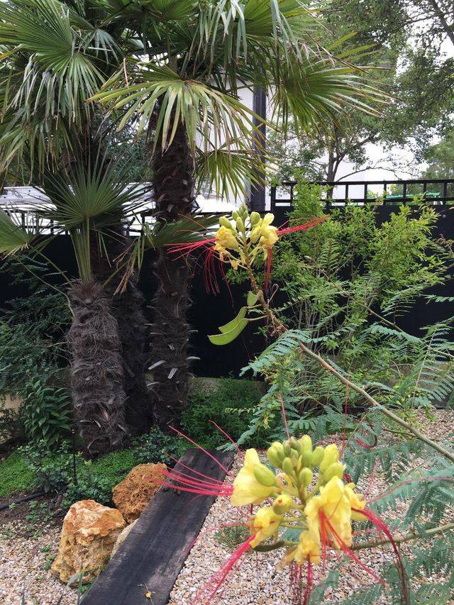 palmiers-plantes-tropicales-640w