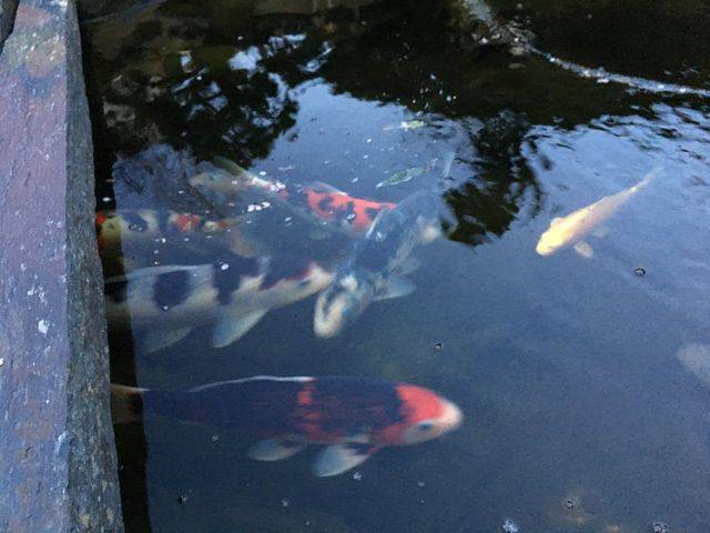 carpe-koi-640w